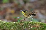 Yellow-throated Scrubwrenborder=